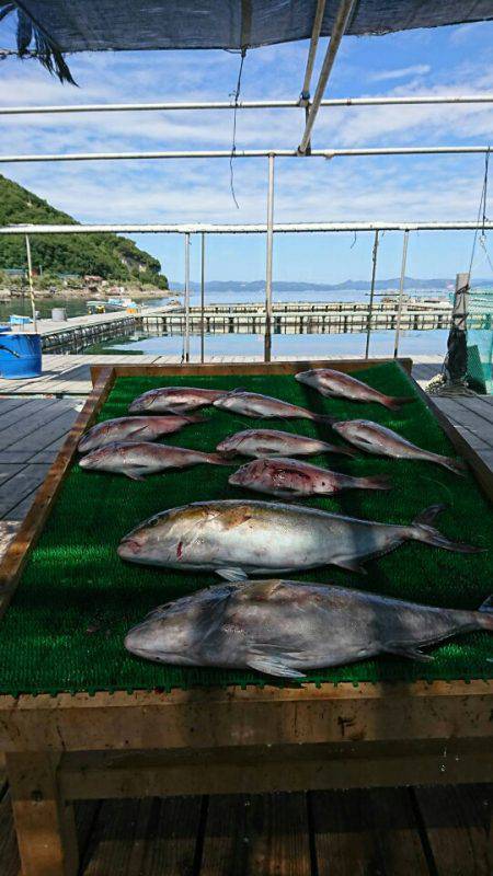 海の釣堀 海恵 釣果