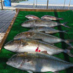 海の釣堀 海恵 釣果