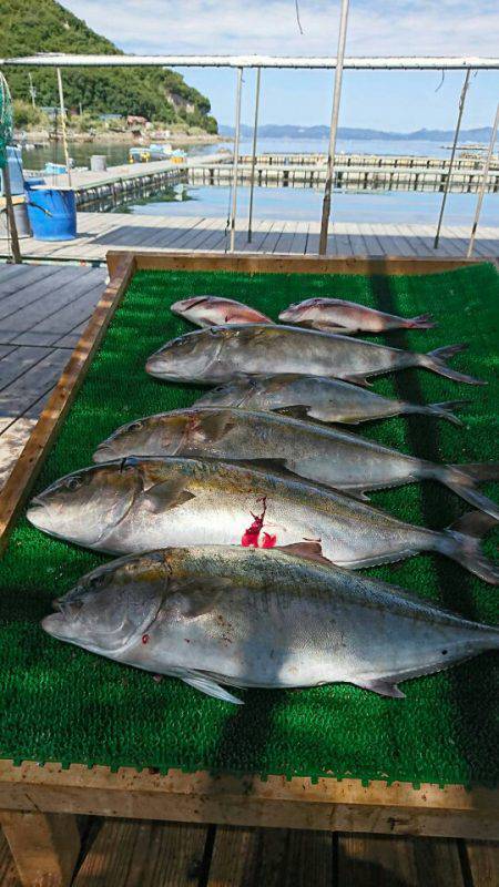 海の釣堀 海恵 釣果