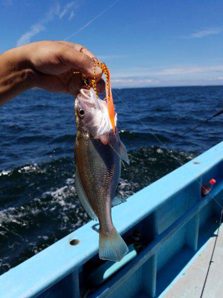 みやけ丸 釣果