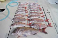 KIM Fishing Guide Service 釣果