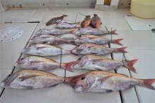 KIM Fishing Guide Service 釣果