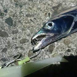 太刀魚ワインド