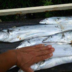 焼津沖　太刀魚良型です