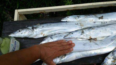 焼津沖　太刀魚良型です