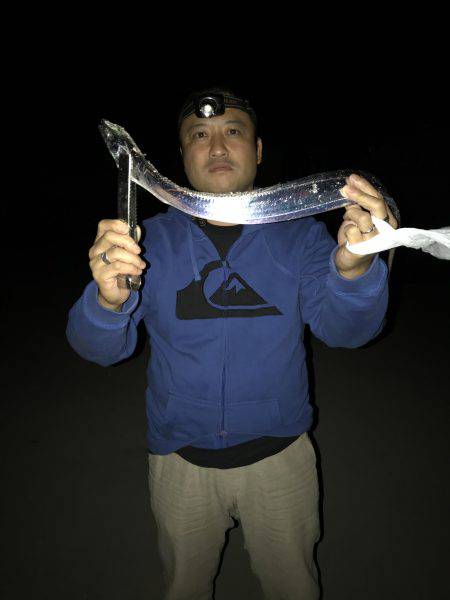 夜太刀魚