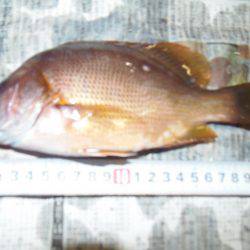 タイ科の魚