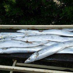 焼津沖　太刀魚良型です