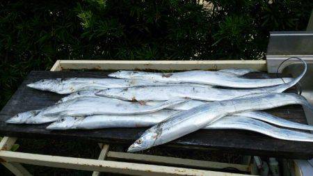 焼津沖　太刀魚良型です