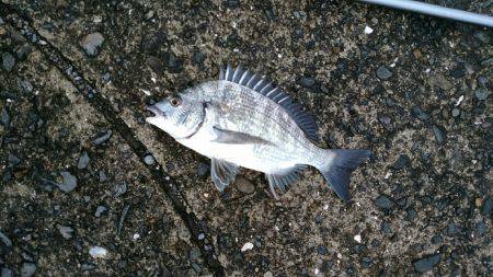 良型のチヌが釣れました