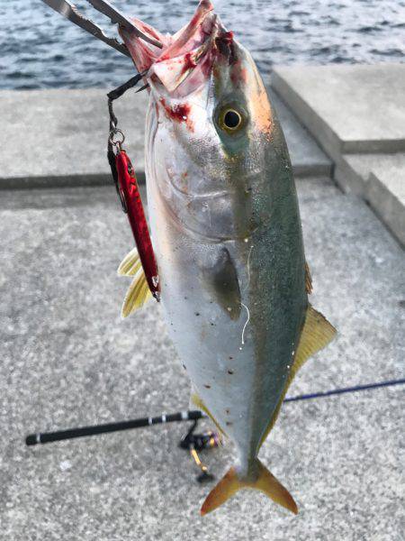 初青物 兵庫県 瀬戸内海側 播磨 高砂 ワインド ハマチ イナダ 陸っぱり 釣り 魚釣り 釣果情報サイト カンパリ