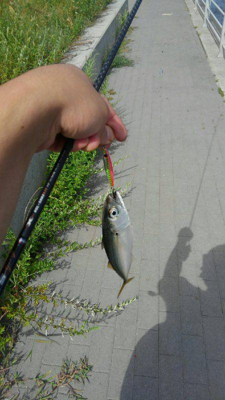 コスモスクエアサビキ釣り