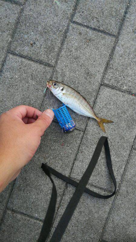 コスモスクエアサビキ釣果