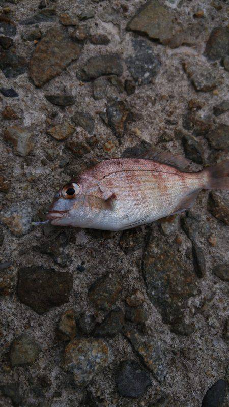 サビキ釣り