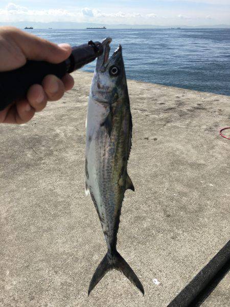 タチウオと青物