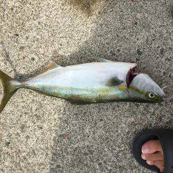 青物釣れてます