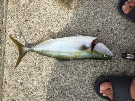 青物釣れてます