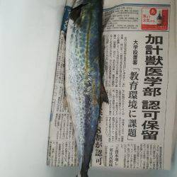 魚影薄く人多し