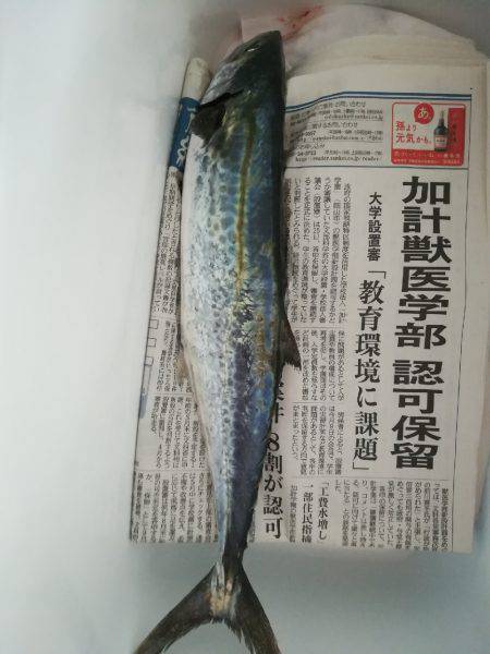 魚影薄く人多し