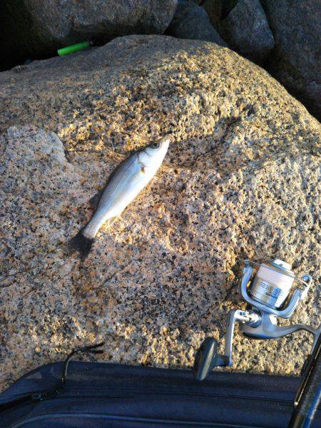 隙あらば釣る