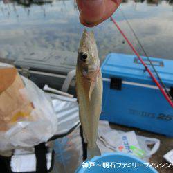 ハゼ調査も兼ねてキス釣り