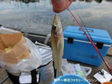 ハゼ調査も兼ねてキス釣り