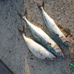 日中青物釣り