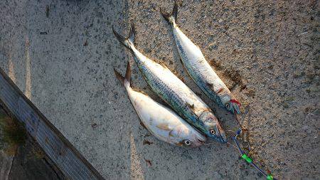 日中青物釣り