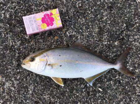 湾内でカンパチアオリイカが釣れています。