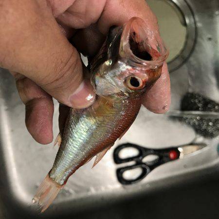 横須賀・走水港からタチウオ→アジのリレー船