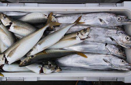 釣友丸 釣果