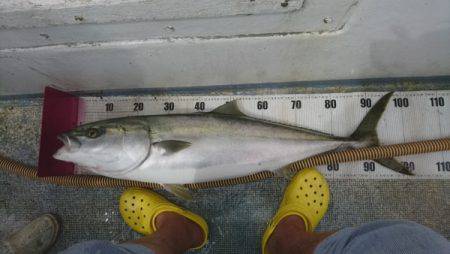 釣り船武蔵 釣果