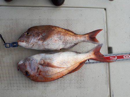 釣り船くわだ 釣果