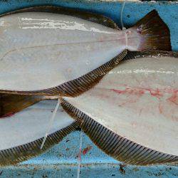 明神釣船 釣果