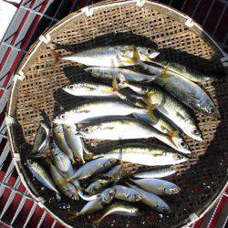 尼崎市立魚つり公園 釣果