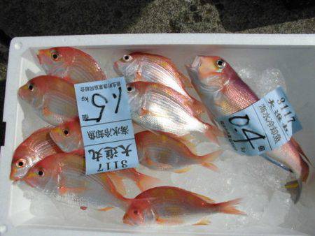 大進丸（新潟） 釣果