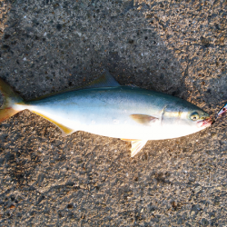 太刀魚&青物狙い