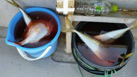 つれ鷹丸 釣果