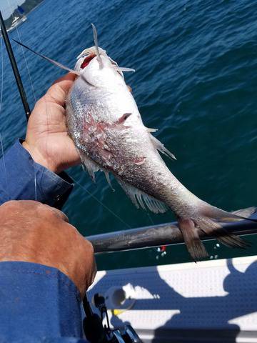 遊漁船　ニライカナイ 釣果