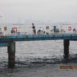 オリジナルメーカー海づり公園(市原市海づり施設) 釣果