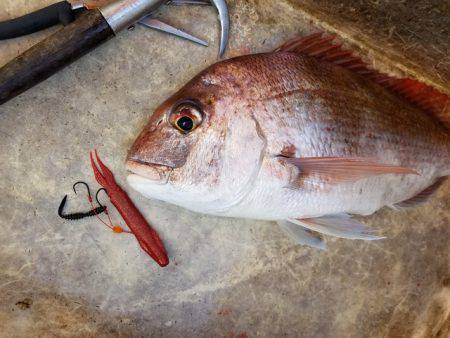 遊漁船　ニライカナイ 釣果