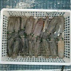 フィッシングガイド りょう 釣果