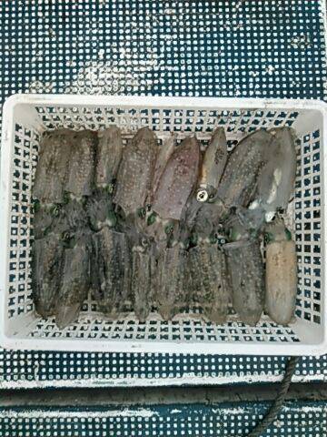 フィッシングガイド りょう 釣果