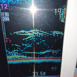 遊漁船ブルーウッズ 釣果