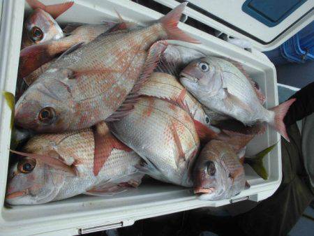 大進丸（愛知） 釣果