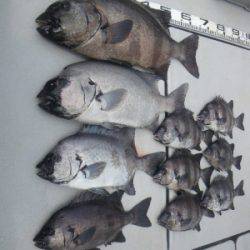 磯部釣船 直栄丸 釣果