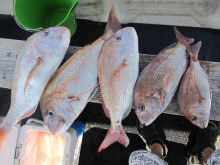 釣吉丸 釣果