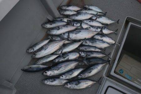 へいみつ丸 釣果