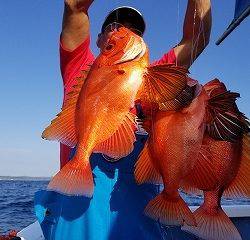 しまや丸 釣果