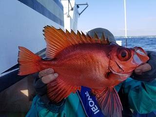 しまや丸 釣果